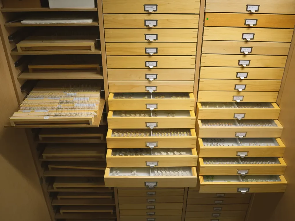 Archivschrank mit unserer Entomologie Sammlung.