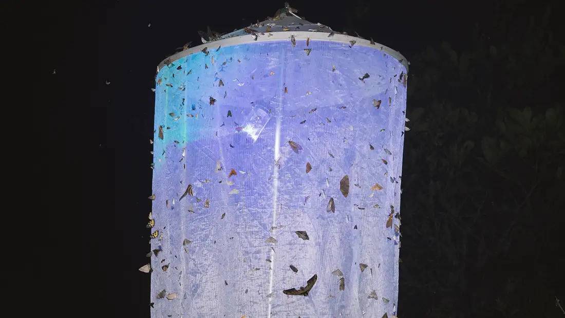 Moths that have been attracted by UV light and have settled down. This effect is also used in the new LEPMON project with the camera light traps, which are used to photograph the moths. | Source: (Photo: Gunnar Brehm/Uni Jena)